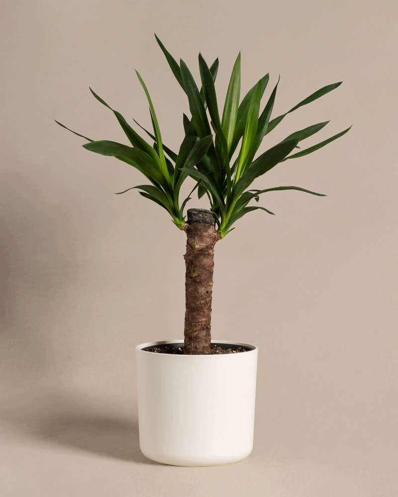 feey-kleine-yucca-yucca-elephantipes-zimmerpflanze image 8