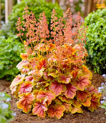 baldur-garten-heuchera-eternal-flame-im-9x9-cm-topf image 6