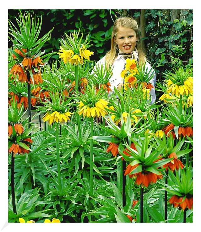 baldur-garten-kaiserkronen-kollektion-3er-blumenzwiebeln-18-cm-2x-orange-1x-gelb image 1
