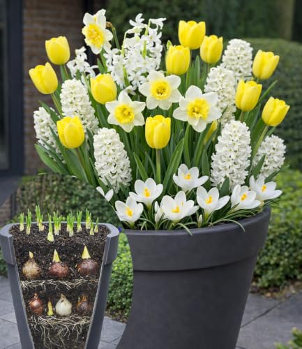 baldur-garten-30x-blumenzwiebel-mix-wei-gelbe-lasagne-fr-hlingsbl-her image 3