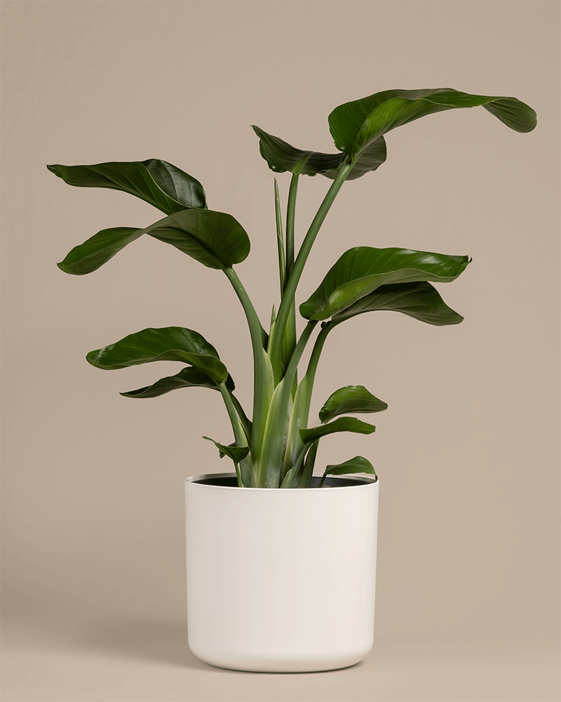 feey-gro-e-strelitzie-strelitzia-nicolai-zimmerpflanze image 5