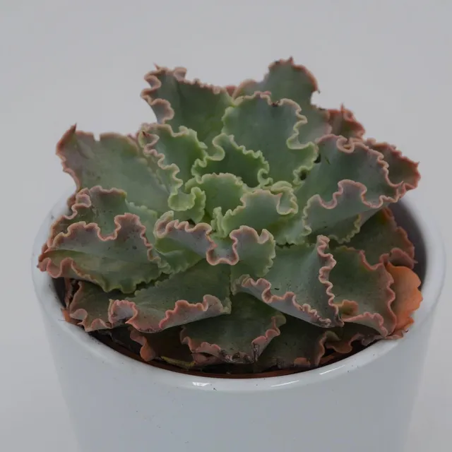 pasiora-echeveria-shaviana-curly-locks-sukkulente-8-5cm-topf image 1