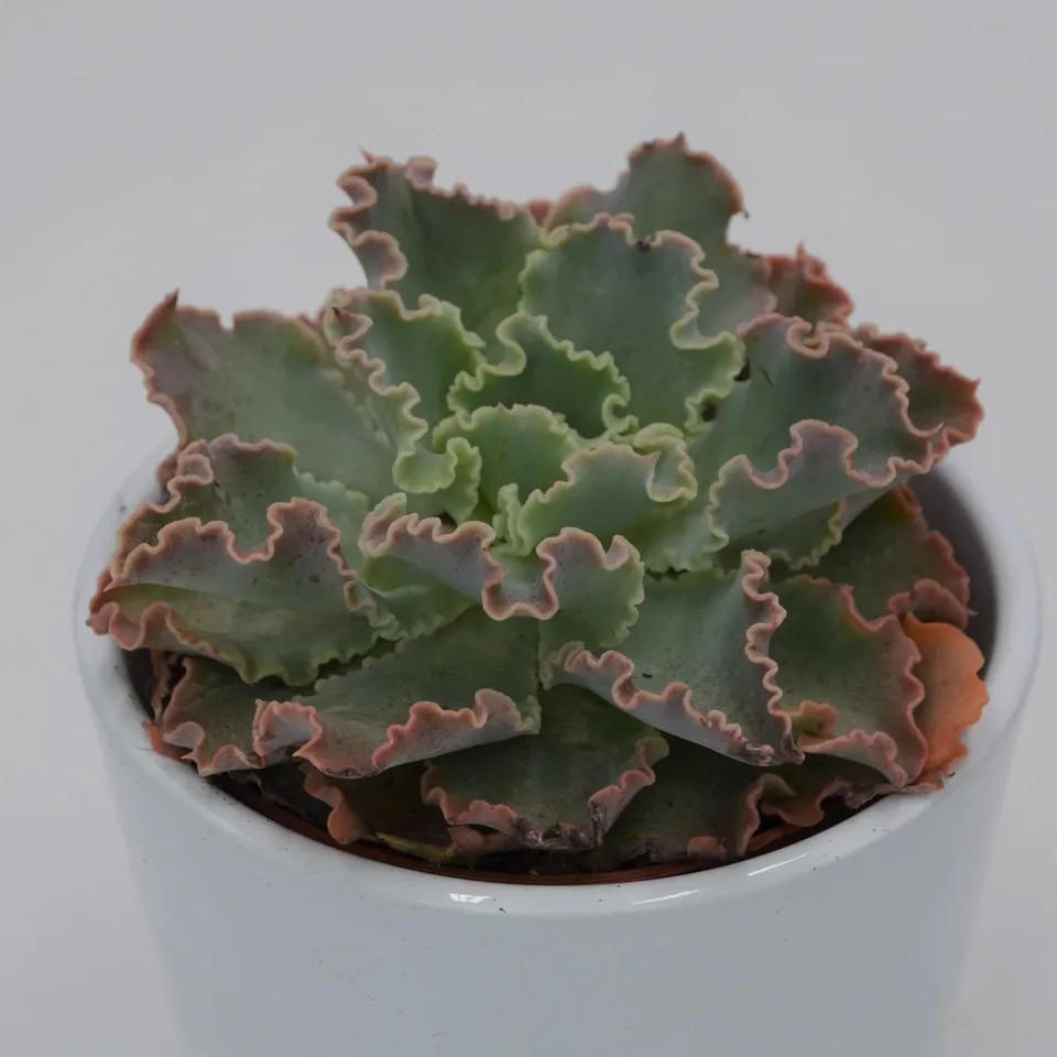 pasiora-echeveria-shaviana-curly-locks-sukkulente-8-5cm-topf image 1