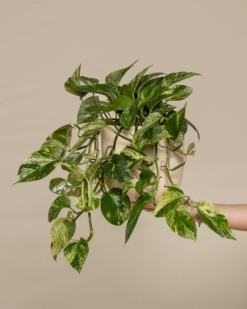 feey-gro-e-efeutute-marble-queen-h-ngepflanze image 1