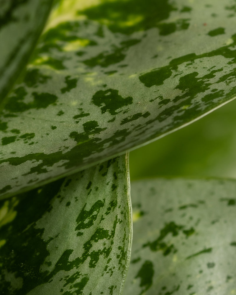 feey-aglaonema-lemon-mint-kolbenfaden image 8