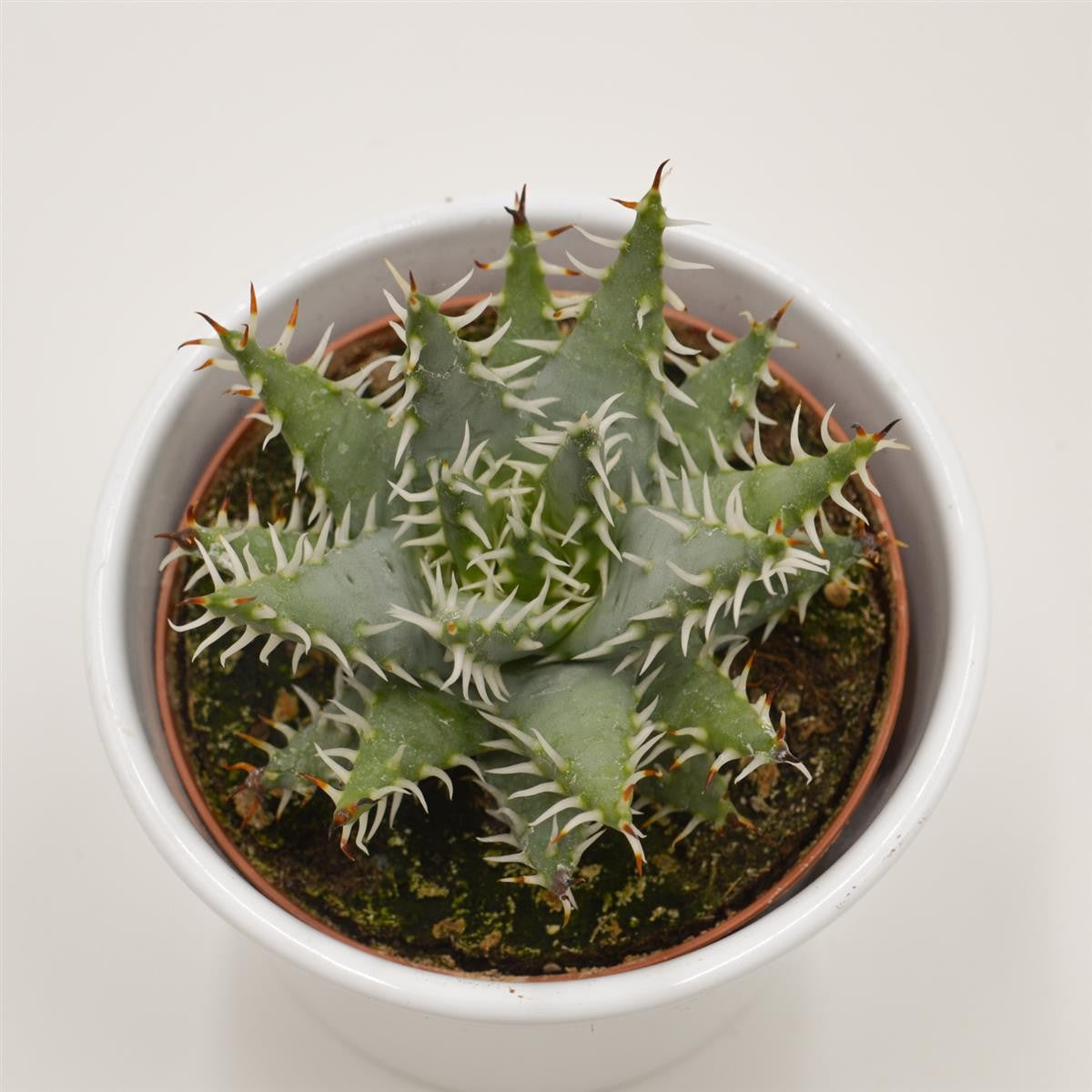 pasiora-aloe-melanacantha-var-erinacea-sukkulente-10-5cm image 2