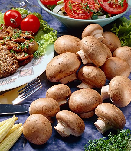 baldur-garten-braune-steinchampignons-pilzzucht-kulturset-1-set image 6