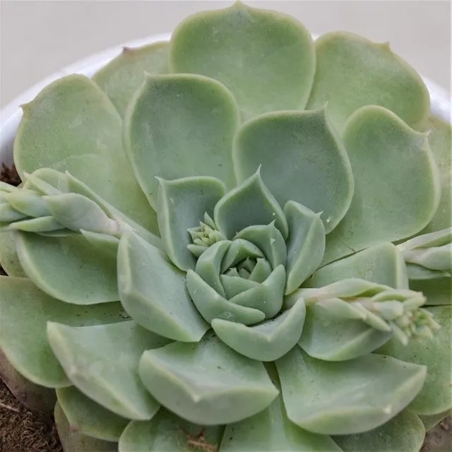 pasiora-echeveria-hyalina-sukkulente-9cm image 1