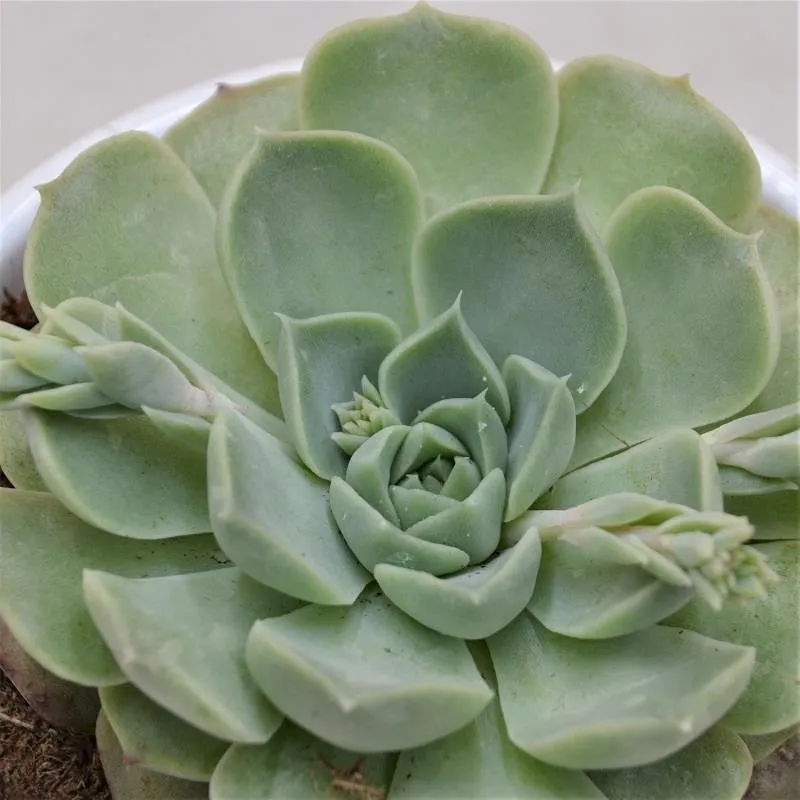 pasiora-echeveria-hyalina-sukkulente-9cm image 1