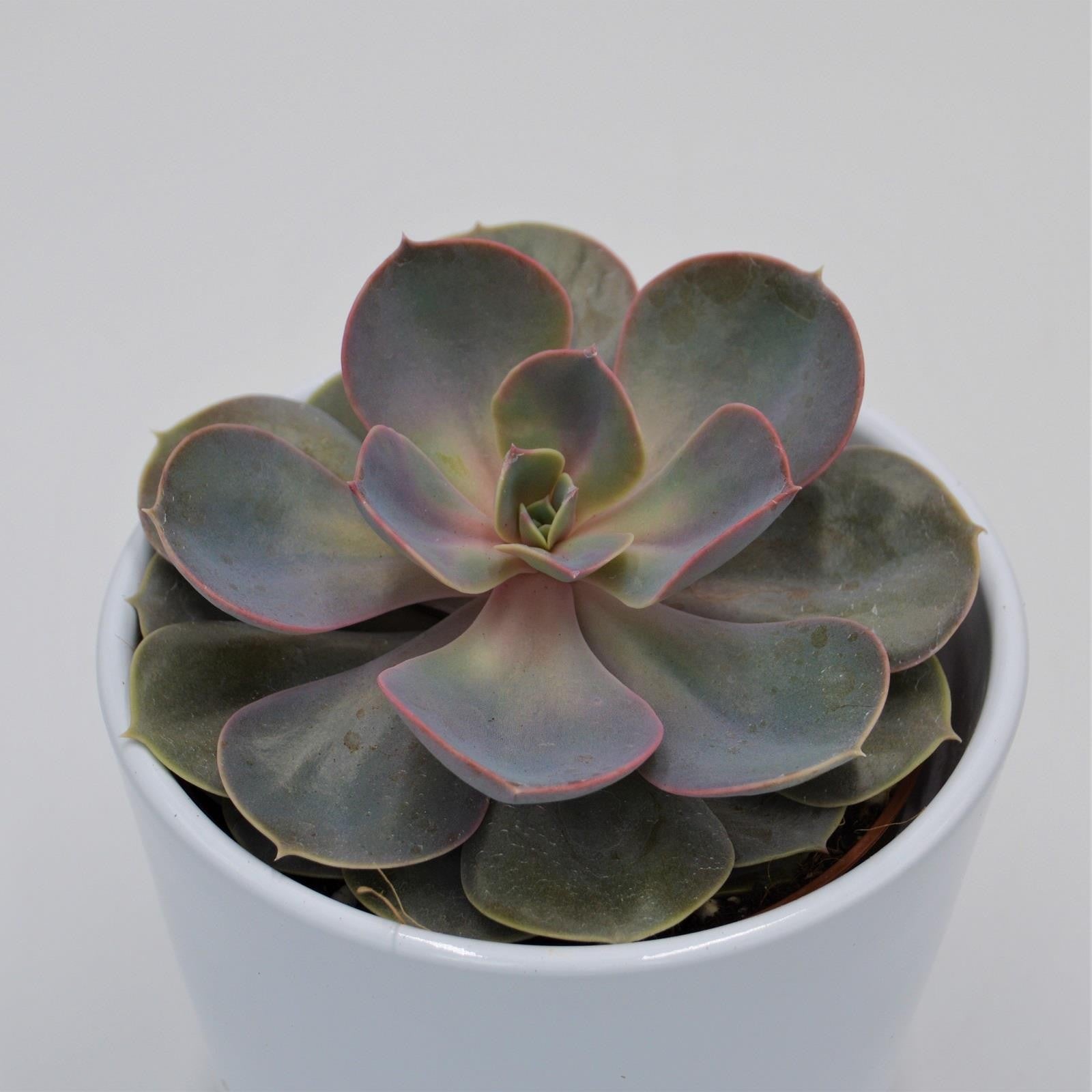 pasiora-echeveria-perle-von-n-rnberg-sukkulente-10-5cm image 2