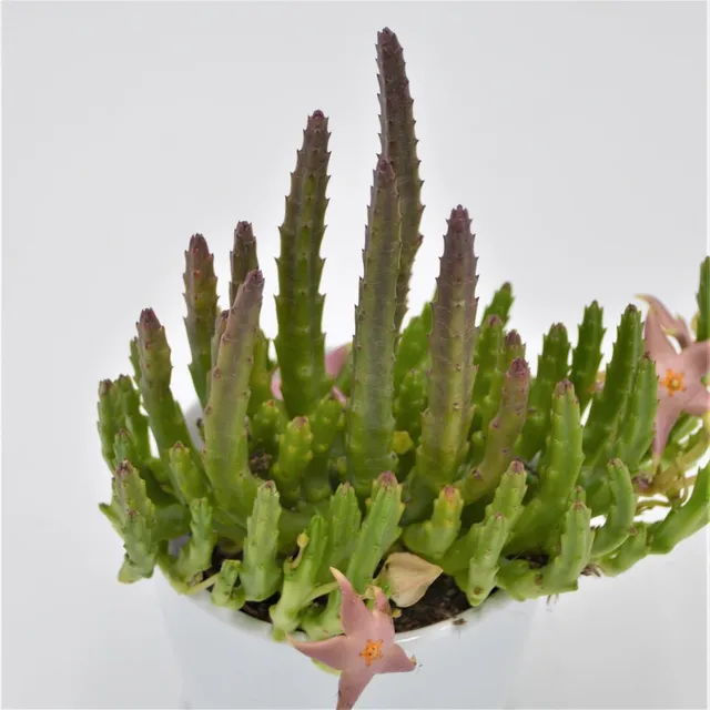 pasiora-orbea-lepida-aasblume-sukkulente-8cm-topf image 1