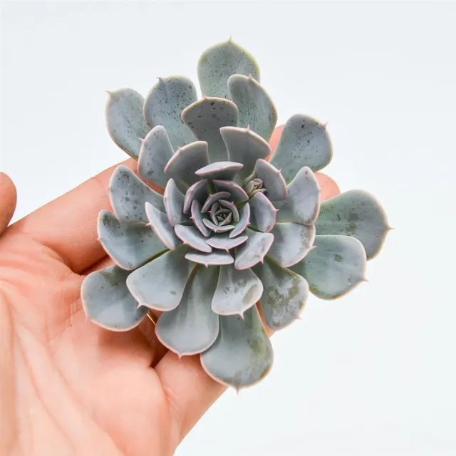 pasiora-echeveria-wavellite-sukkulenten-steckling image 1