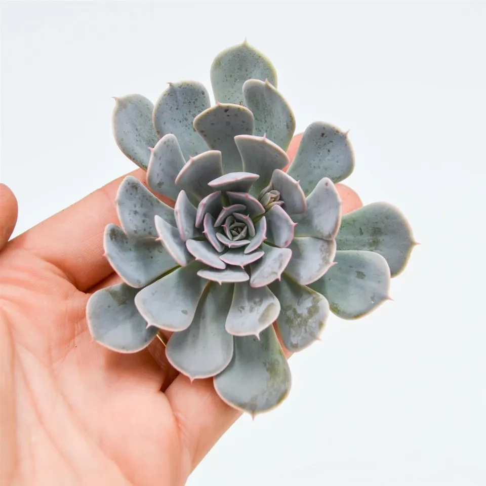 pasiora-echeveria-wavellite-sukkulenten-steckling image 1
