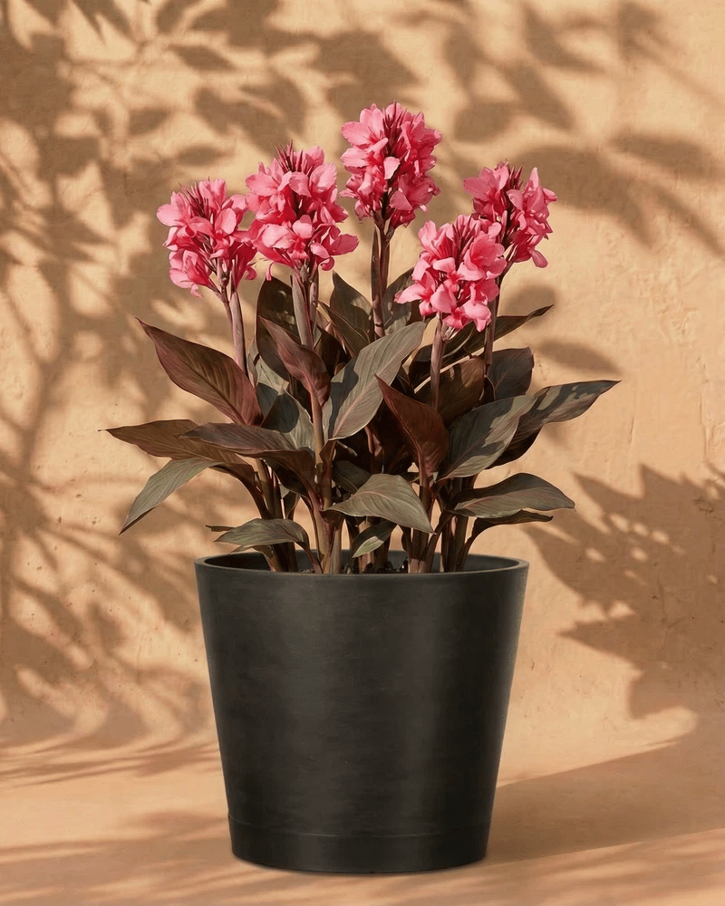 feey-canna-pink-knollen-zum-einpflanzen image 5