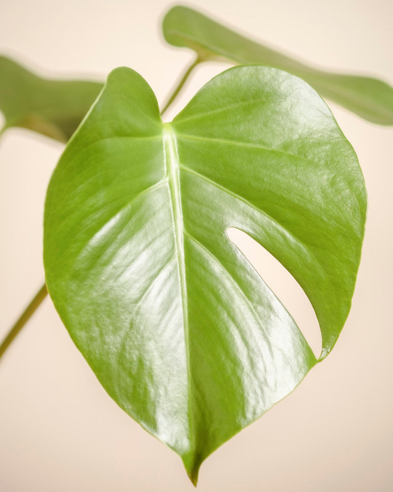 feey-monstera-deliciosa-zimmerpflanze-fensterblatt image 8