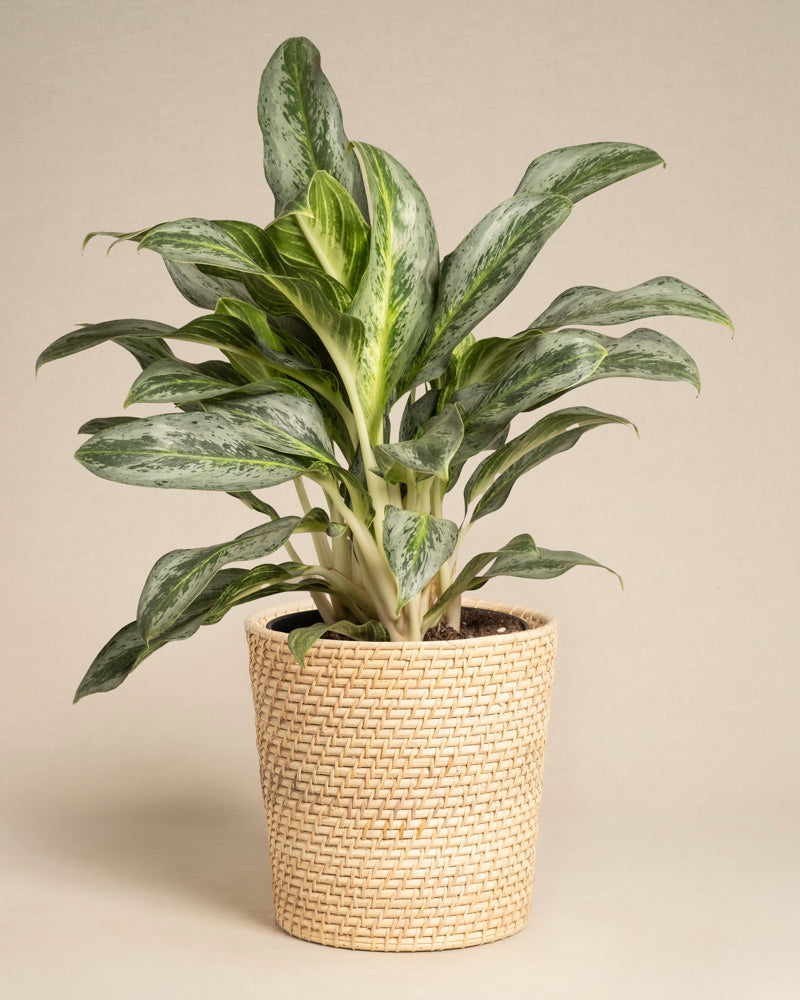 feey-aglaonema-emerald-stone-zimmerpflanze-mittel image 5