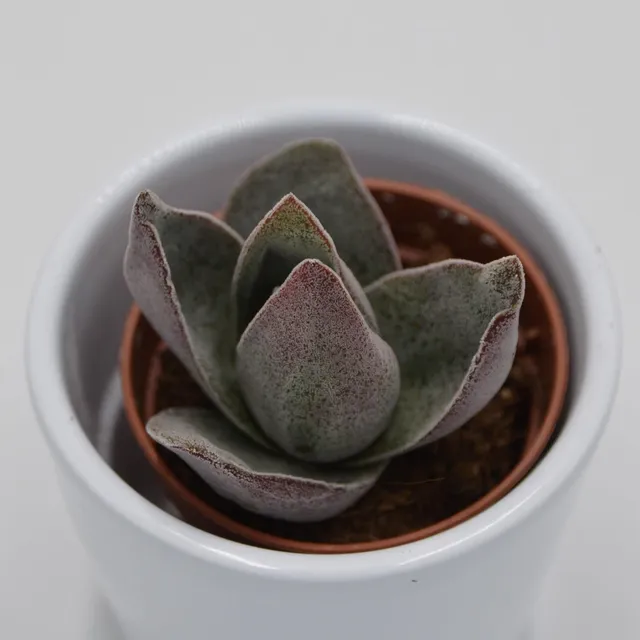pasiora-crassula-garnet-lotus-sukkulente-im-5-5cm-topf image 1