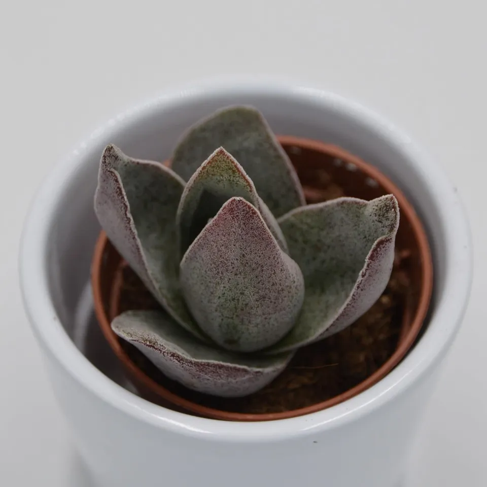 pasiora-crassula-garnet-lotus-sukkulente-im-5-5cm-topf image 1