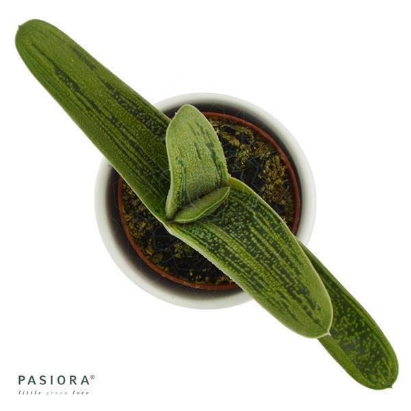 pasiora-gasteria-dragon-skin-sukkulente-6cm-topf image 2