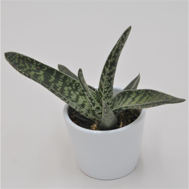 pasiora-gasteria-snow-stream-sukkulente-6-cm-topf image 1