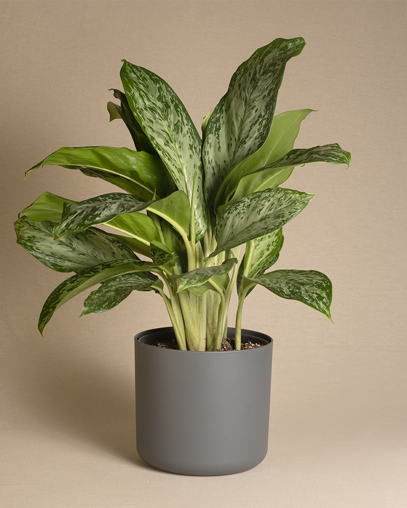 feey-aglaonema-greenlight-zimmerpflanze-50-60-cm image 7