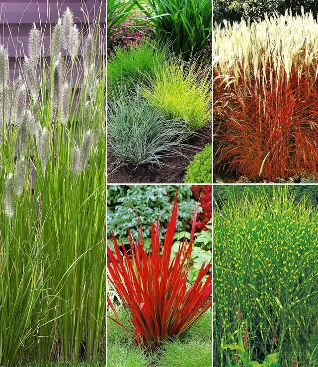 baldur-garten-winterhartes-gr-serbeet-18er-set-im-9x9-cm-topf image 1