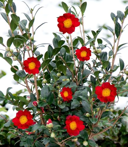 baldur-garten-winterbl-her-kamelie-yuletide-im-15-cm-topf image 8
