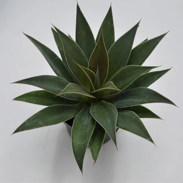 pasiora-x-mangave-lavender-lady-hybride-13cm image 1