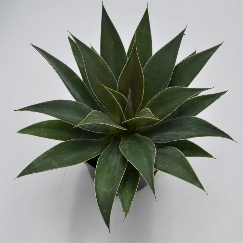 pasiora-x-mangave-lavender-lady-hybride-13cm image 1