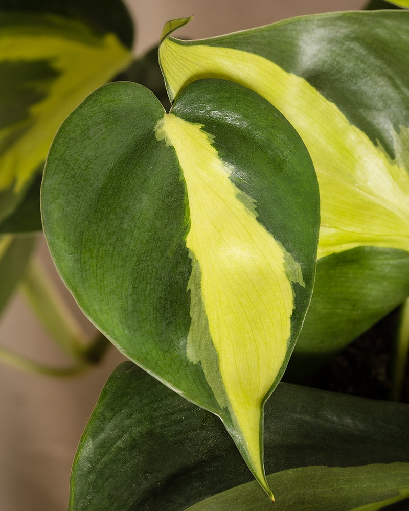 feey-philodendron-scandens-brasil-h-ngepflanze-baumfreund image 2