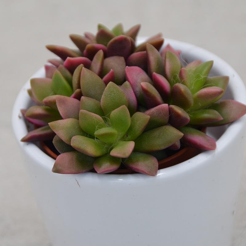 pasiora-anacampseros-rufescens-variegata-sukkulente-5-5cm image 4