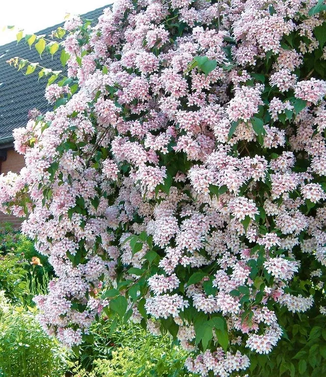 baldur-garten-rosa-perlmuttstrauch-im-9x9-cm-topf image 1