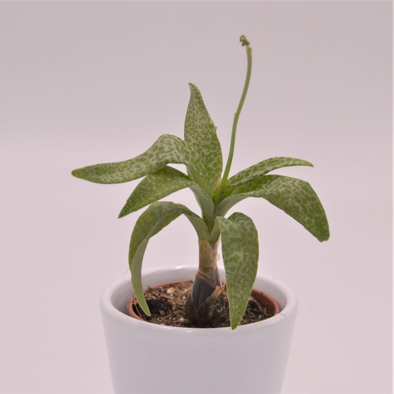 pasiora-scilla-violacea-sukkulente-5-5cm-topf image 2