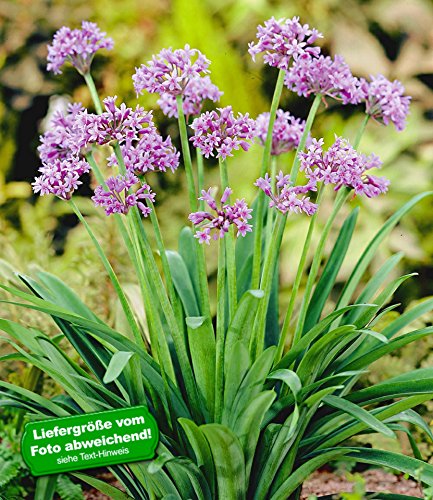 baldur-garten-knobi-kraut-tulbaghia-violacea-2-pflanzen-im-9cm-topf image 3
