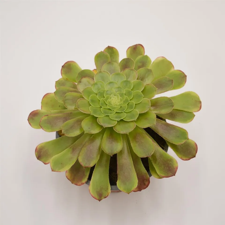 pasiora-aeonium-fiesta-rosetten-dickblatt-13-cm-topf image 1