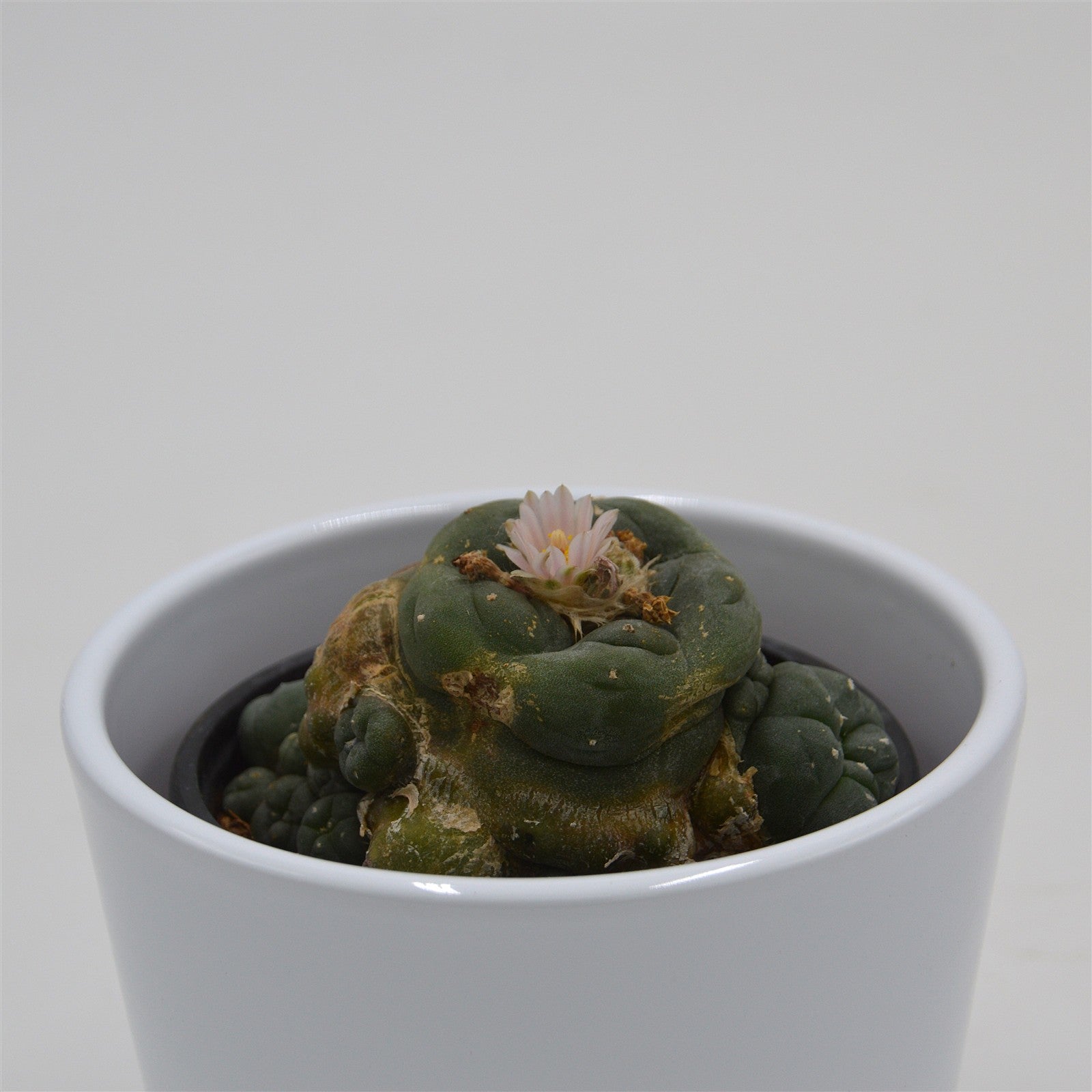pasiora-lophophora-williamsii-cluster-peyote-kaktus-8-5cm image 2