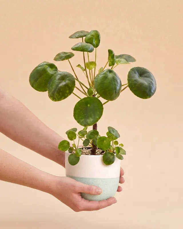 feey-ufopflanze-b-umchen-pilea-peperomioides-zimmerpflanze-klein image 1