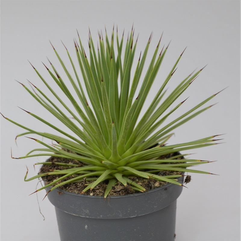 pasiora-agave-striata-v-nana-agave-12cm-topf image 1