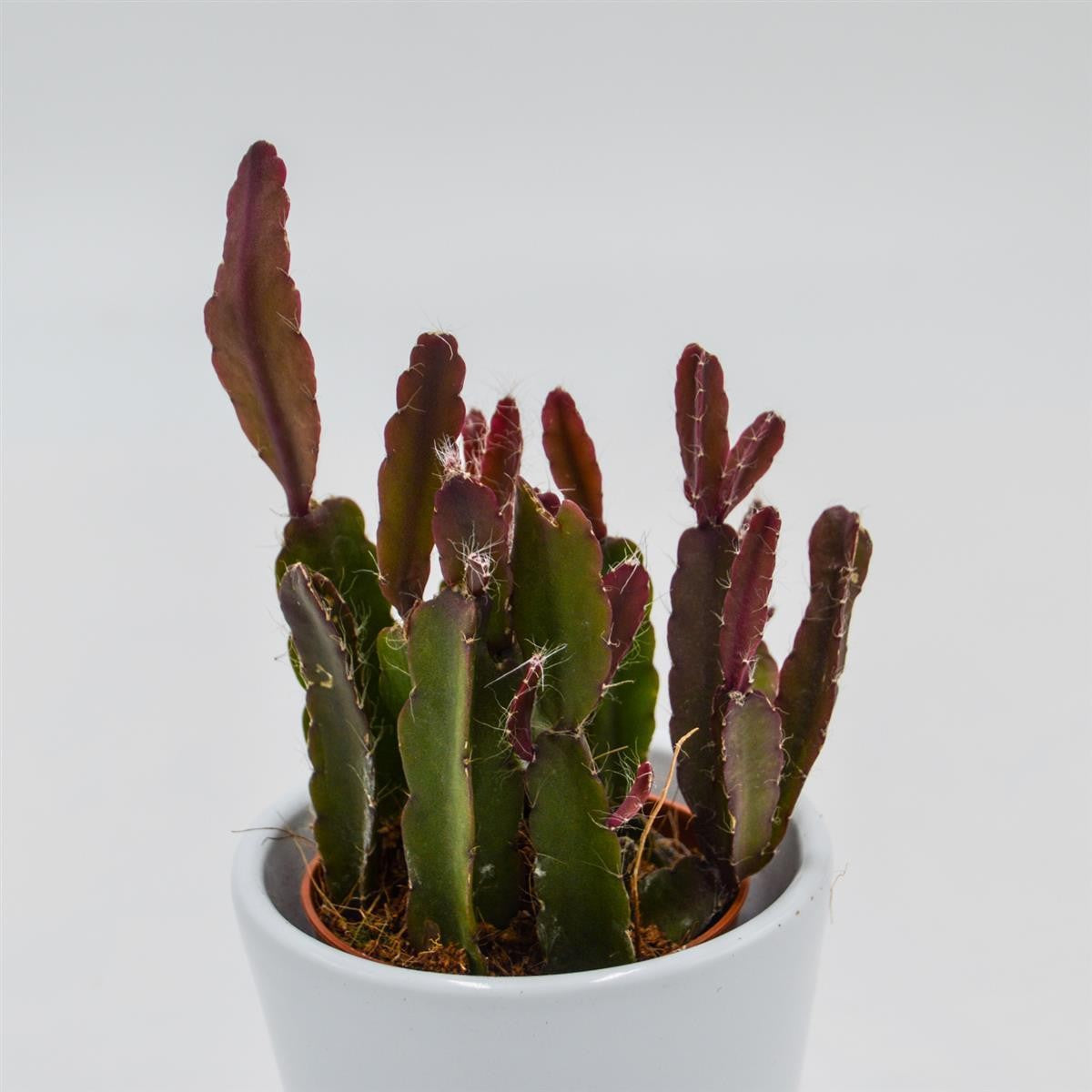 pasiora-rhipsalis-agudoensis-korallenkaktus-5-5cm-topf image 2