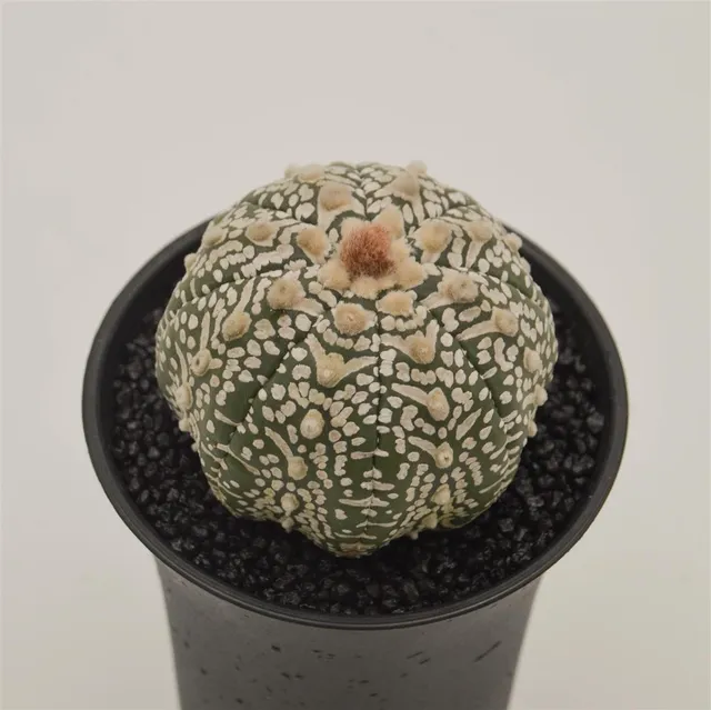 pasiora-astrophytum-asterias-bischofsm-tze-kaktus-im-8cm-topf image 1