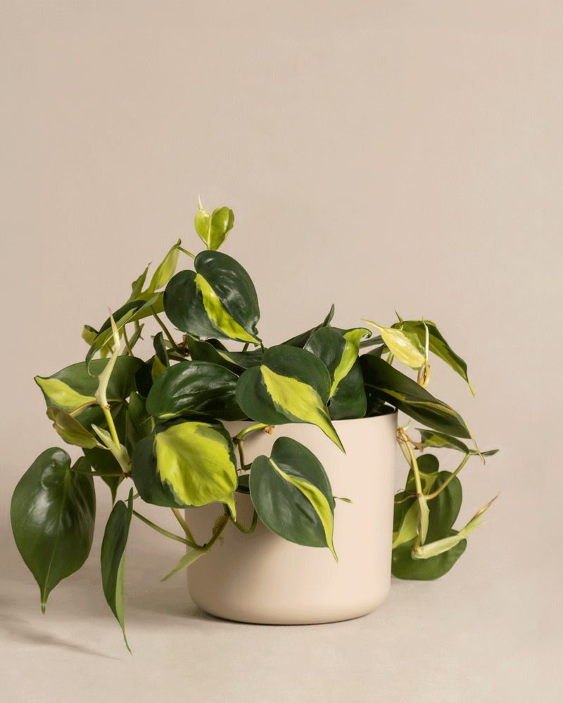 feey-philodendron-scandens-brasil-h-ngepflanze-baumfreund image 8