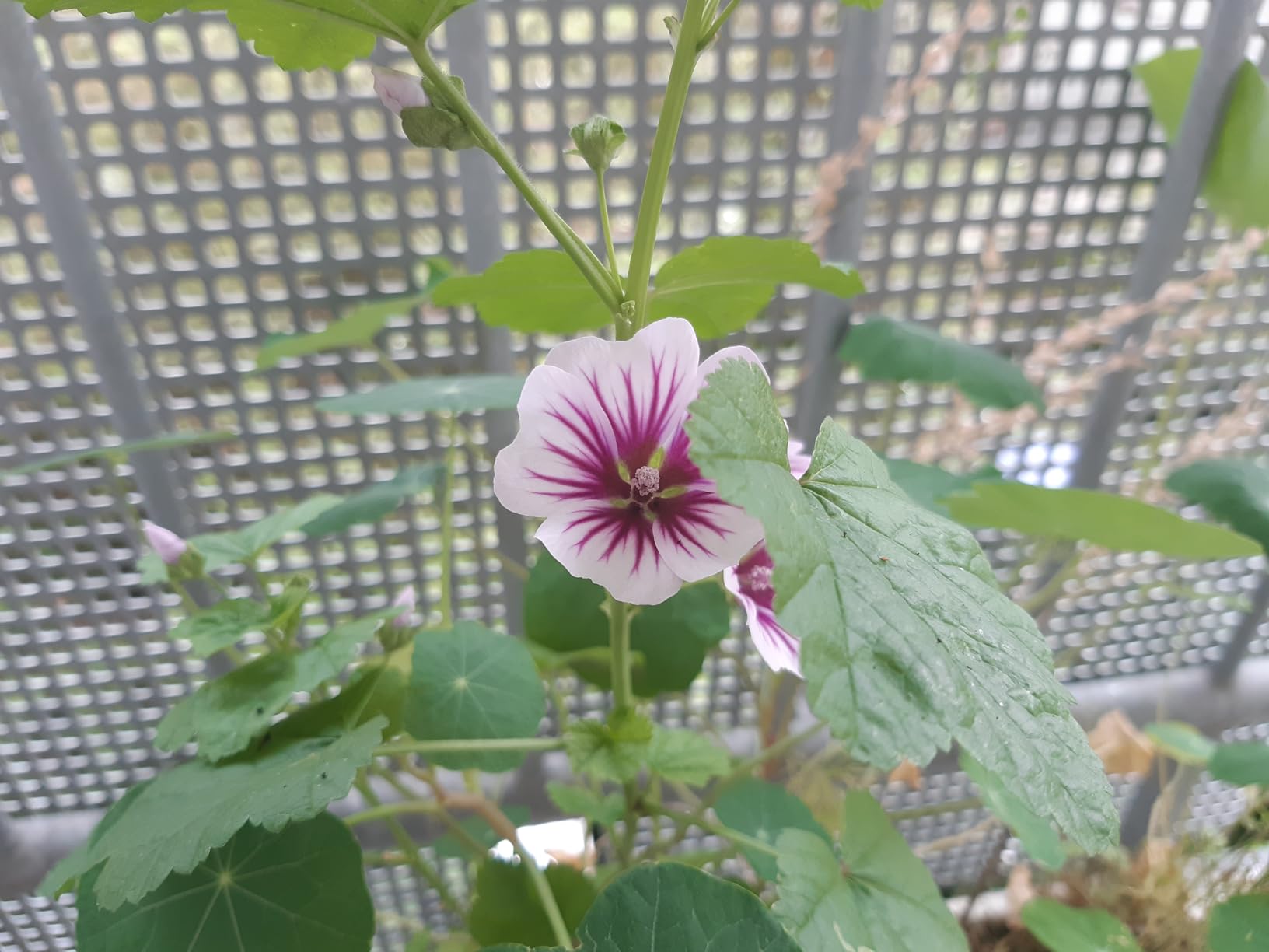 Blüht bis in den Herbst