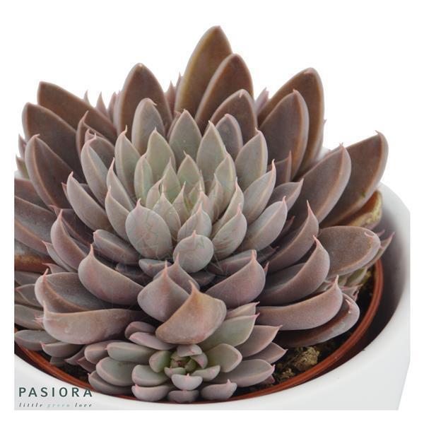 pasiora-graptopetalum-rusbyi-6cm-sukkulente image 3