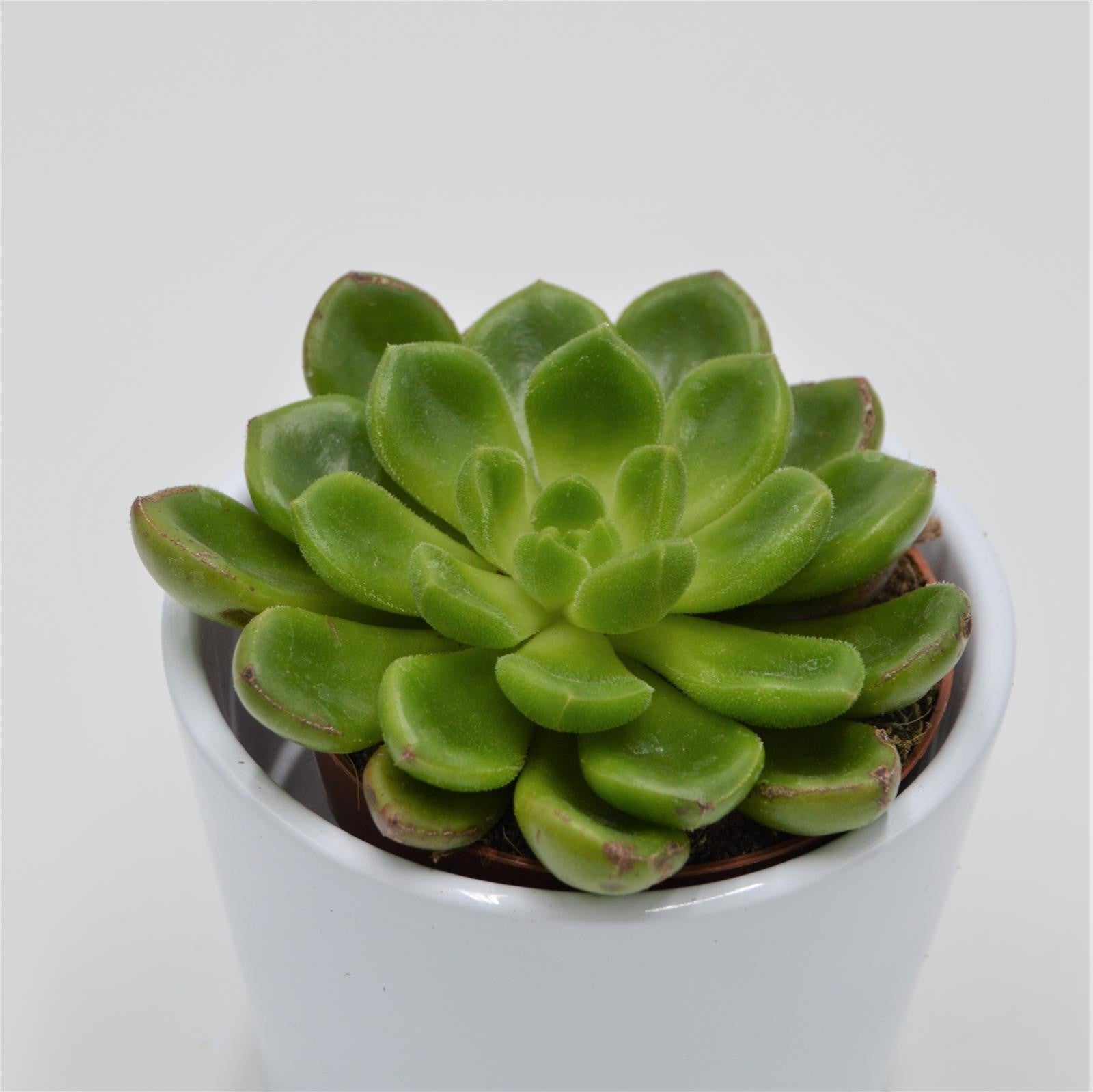 pasiora-echeveria-x-cremnophila-chubbs-sukkulente-8-5-cm image 1