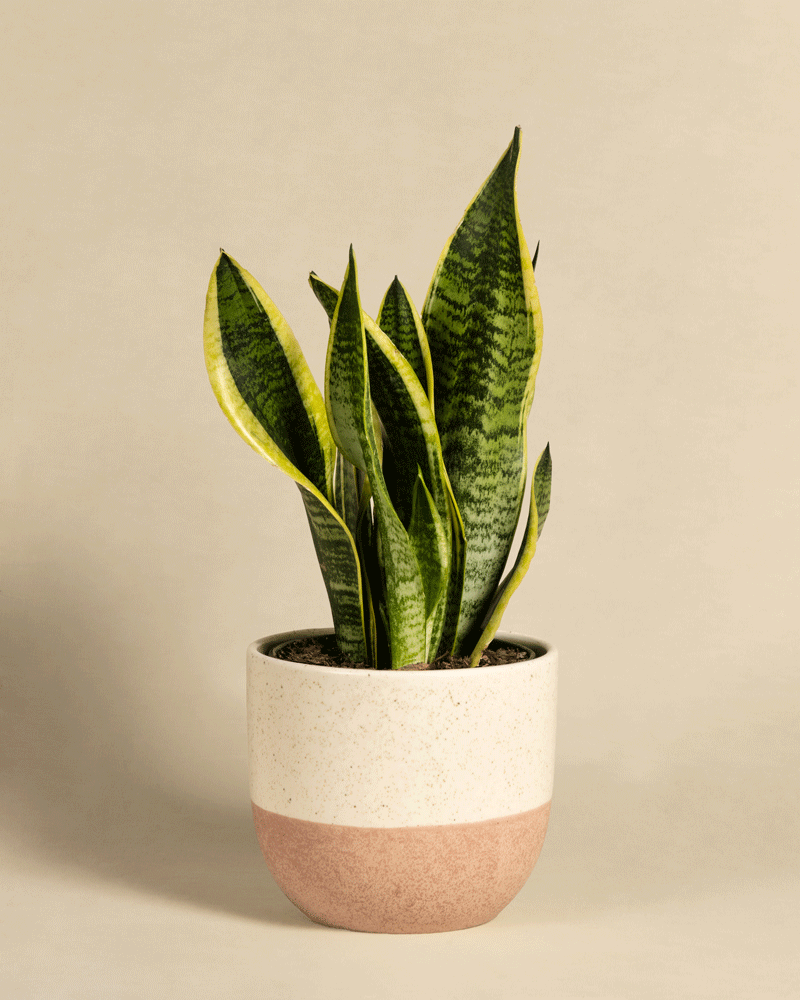 feey-schwiegermutterzunge-sansevieria-trifasciata-laurentii-zimmerpflanze image 5