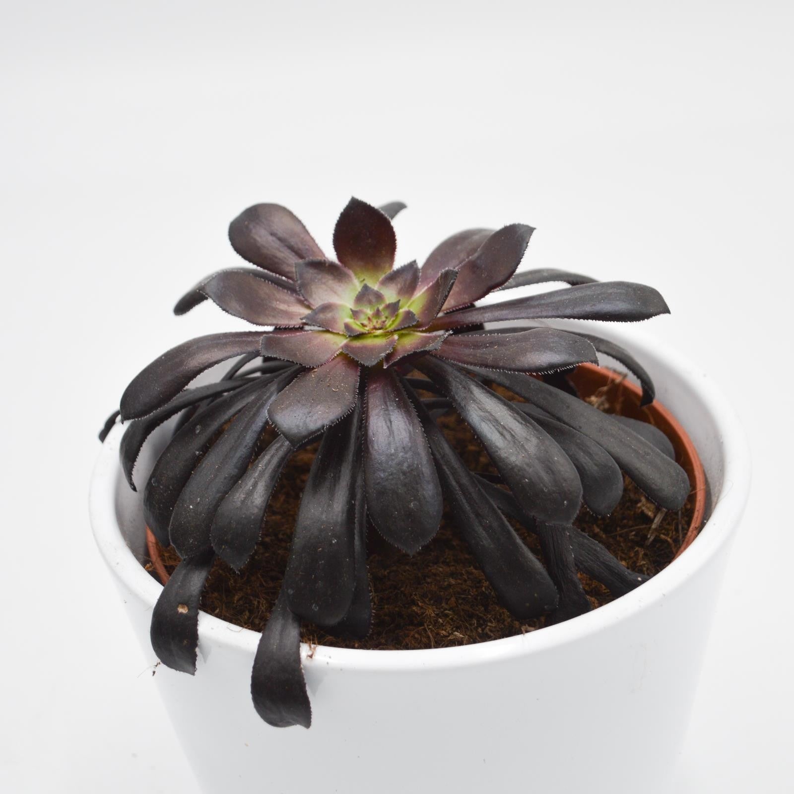 pasiora-aeonium-arboreum-schwarzkopf-rosette-10-5cm image 1