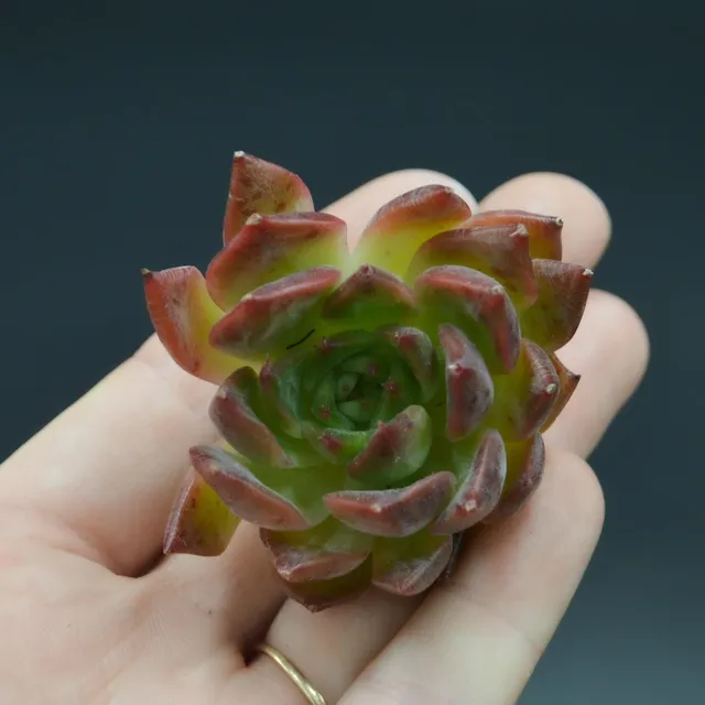 pasiora-echeveria-iris-steckling-sukkulente image 1