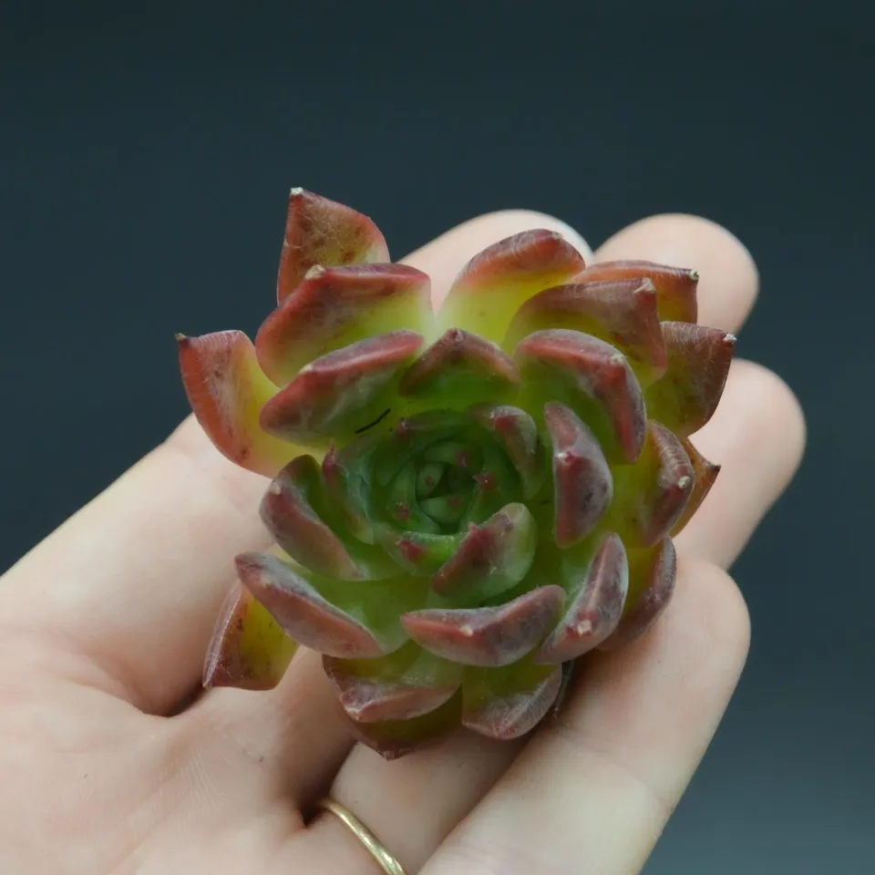 pasiora-echeveria-iris-steckling-sukkulente image 1