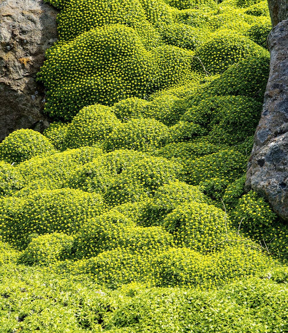baldur-garten-2x-andenpolster-azorella-trifurcata-im-9x9-cm-topf image 2