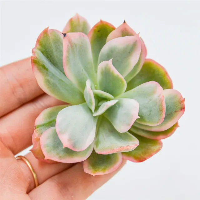 pasiora-echeveria-lemon-rose-f-variegata-steckling-jungpflanze image 1